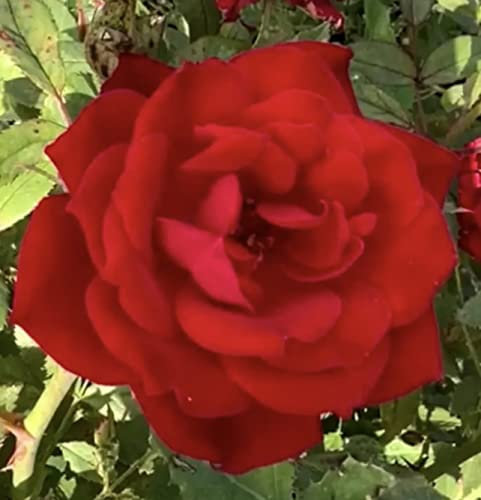 'Grand Award' Climbing Rose - Rich Red Blooms - Potted 4L