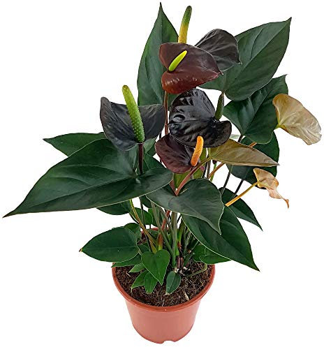 Fangblatt - Anthurium Black Love - schwarze Flamingoblume im Ø 12 cmTopf, ca. 40 cm hoch - außergewöhnliche Zimmerpflanze mit Blüten