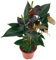 Fangblatt - Anthurium Black Love - schwarze Flamingoblume im Ø 12 cmTopf, ca. 40 cm hoch - außergewöhnliche Zimmerpflanze mit Blüten