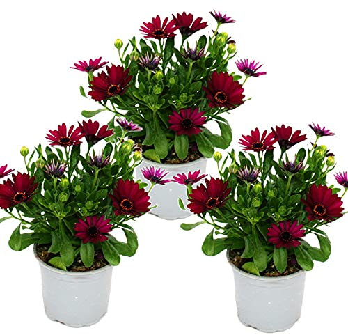 Exotenherz - Kapkörbchen - Osteospermum ecklonis - 11cm Topf - Set mit 3 Pflanzen - lila