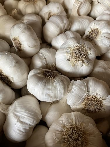 Bulbos de semillas de ajo, dientes grandes, resistentes al frío, sabor audaz (8)