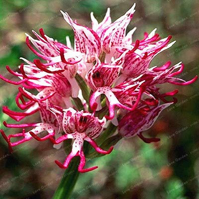 Bloom Green Co. Ltalian Man Orchid Bonsai 100 PCS Exotische Pflanzen Orchis Italica Bonsai Pyramide Affe Orchid Home Garten Bonsai Balkon DIY: 5