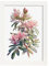 Nacnic Rhododendron 1 Poster im nordischen Stil. Botanik Illustrationen mit Blumen und Pflanzen im Wasserfarbe. Innenarchitektur und Dekoration. A4 weißen Rahmen.