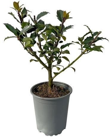 GreenboutiQ - Heckenpflanzen - Ilex Blue maid - Blatt grün - 8 Pflanzen - 1 laufender Meter - immergrün - Topf 9cm Höhe 25-30cm