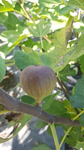 Ficus carica 'Grise de Tarascon' / Figuier Violette Dauphine/Conteneur de 3 à 4 litres/Fruitier