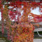 450 Pcs Wilder Wein Kletterpflanze Samen - Creeper Jungfernrebe Samen, Pflanzen Hängend, Ranke Kletterpflanzen Wilder Wein Samen, Steingartenpflanzen Winterhart Gartenpflanzen Winterhart
