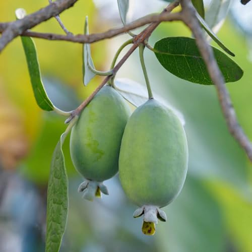 Vivai le Georgiche - Pianta vera di Acca sellowiana Grossa di Sicilia Feijoa sellowiana 'Grossa di Sicilia' - altezza alla vendita 80-100 cm