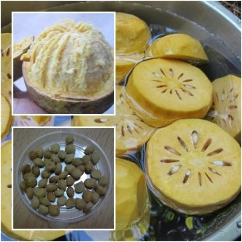 Aegle marmelos Semi Beal Membrillo Bengala Manzana Dorada semi di Pietra Mela frutta