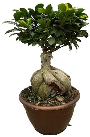 Trendyplants - Ficus Microcarpa Ginseng - Bonsai - Zimmerpflanze - Höhe 40-60 cm - Topfgröße Ø25cm