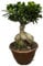 Trendyplants - Ficus Microcarpa Ginseng - Bonsai - Zimmerpflanze - Höhe 40-60 cm - Topfgröße Ø25cm