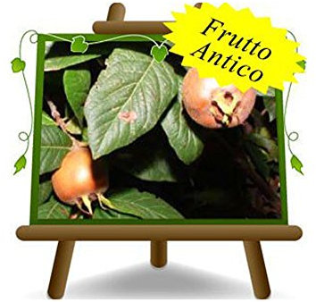 Wollmispel von Deutschland/gemeinsame Obstpflanzen antik auf Blumentopf einer Vase von 20 - Baum max 170 cm – 2 Jahre Anbau Italien