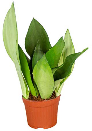 Sansevieria 'Moonshine' pro Aktie | Kamerplant in Kwekerspot cm9 cm - 20-30 cm