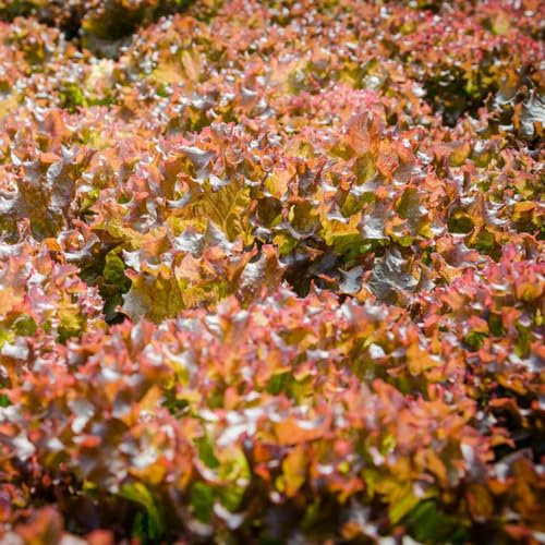 500 Piezas Semillas De Plantas De Lechuga - Lactuca Sativa - Semillas De Lechuga Cortadas, Comprar Plantas De Hortalizas De Invierno. Recogiendo Lechuga, Semillas De Lechuga, Semillas