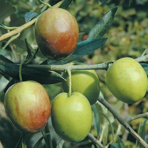 Ulivo Nocellara del Belice – Pianta da Frutto H 170 cm in Vaso, Cultivar Siciliana per Olio e Tavola – Produzione Costante, Foglie Verdi Coriacee, FOTO REALI