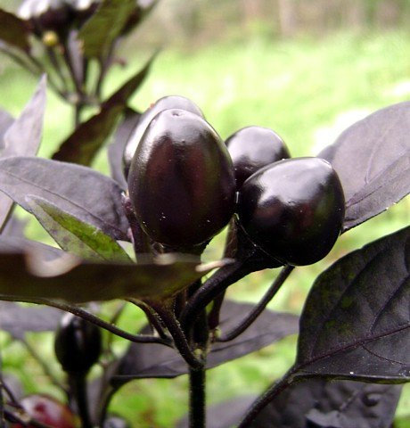 Black Pearl Hot Pepper 10 Samen - Zier/Edible