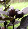 Black Pearl Hot Pepper 10 Samen - Zier/Edible