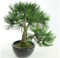 Künstlicher Pinien Bonsai 33cm mit 43 Zweigspitzen im schwarzen Topf mit feinem Kunstmoos und Kieselsteinen