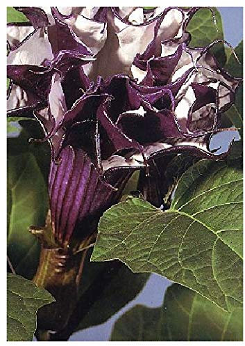 Tropica Tromba del diavolo (Datura metel viola) 12 semi