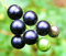 Schwarzer Nachtschatten Solanum nigrum Garten Huckleberry hierba mora Samen 200 Samen