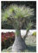 Beaucarnea gracilis - Caudexpflanze - 50 Samen