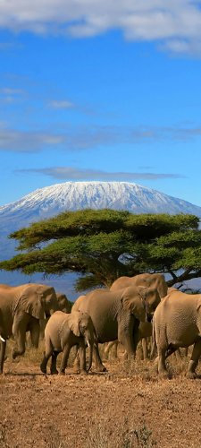 wandmotiv24 Türtapete Elefanten vor dem Kilimandscharo TT029 90x200cm Tapete Afrika Elefant Savanne