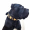 Bestia Maximus'' Echtleder Hundehalsband für große Hunde. 100% Leder. Weich Gepolstert