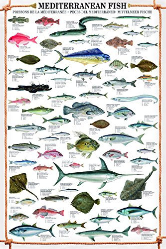 Close Up Mediterranean Fish Kunstdruck Fische des Mittelmeeres (61cm x 91,5cm) + Ü-Poster