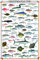 Close Up Mediterranean Fish Kunstdruck Fische des Mittelmeeres (61cm x 91,5cm) + Ãœ-Poster