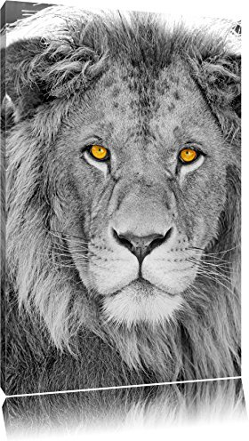 Pixxprint bildschöner Löwe B&W, Größe: 120x80cm, Leinwandbild, fertig gespannt, Wandbild, Dekoration, Kunstdruck, kein Poster