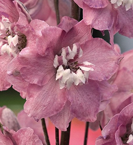 Just Seed - Flower - Delphinium Magic Fountains Cherry Blossom White Bee - 25 Seeds