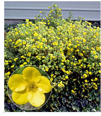 BALDUR Garten 1x Fingerstrauch Goldfinger Fingerkraut im 9x9 cm-Topf | Potentilla fruticosa, kompakter Wuchs, winterharte Pflanze, für Standort in der Sonne geeignet, blühend