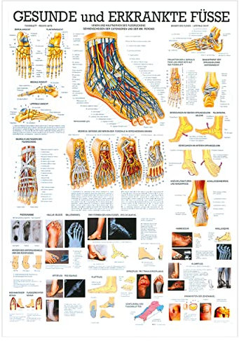 Rüdiger Der Fuß Lehrtafel Anatomie 100x70 cm medizinische Lehrmittel