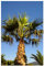 RP Seeds Washingtonia robusta (Thread/Mexican Fan Palm) - 10 Seeds