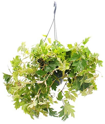 exotenherz Plante d'intérieur à suspendre – Cochon royal – Cissus rhombifolia Ellen Danica – Pot suspendu de 19 cm.