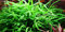 Aquatic Plants - 5 Pflanzen von verschiedenen Sorten von Javafarn - Microsorum pteropus