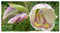 Gladiolus papilio - Schmetterlings-Gladiole - 5 Samen