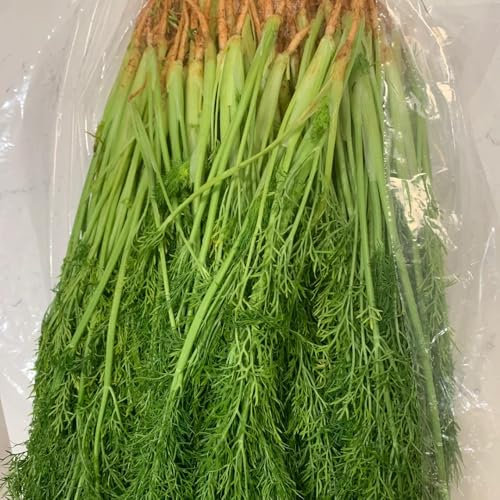 800 pcs Fenchelsamen, Fenchelsamen Saatgut, seltene pflanzen samen bio Foeniculum vulgare, heilkräuter, winterharte pflanzen für garten gartenkräuter samen balkongewächshäuser samen