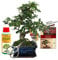 Exotenherz - Geschenkset Bonsai Carmona - Fukientee - ca. 6 Jahre alt - Anfänger-Set