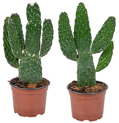 Road Kill Cactus - Pianta da interno e vaso da vivaio, diametro: 12 cm - 30 cm