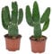 Bloomique - 2er-Set - Opuntia Rubescens - Road Kill Kaktus - Kaktuspflanze - Zimmerpflanzen - 20-30 cm Hoch - Topf 12 cm