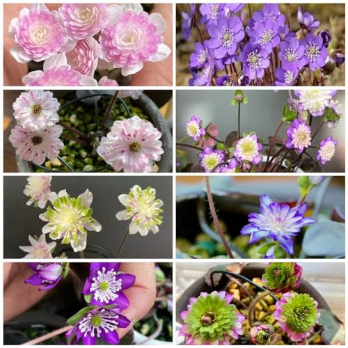 150 pcs leberblümchen samen schmetterlingswiese plant Hepatica nobilis, garten pflanzen blumendeko schattenpflanzen winterharte kübelpflanzen wildblumensamen bienenfreundliche blumensamen