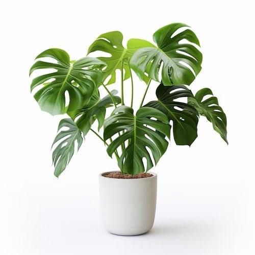 50 graines de plantes Monstera