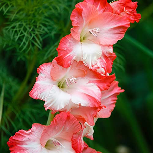 Gladiolen Zwiebeln Rot Blumenzwiebeln MehrjäHrig Winterhart Gladiolenzwiebeln Gartenblumen Balkongarten Exotische Pflanzen Balkon Deko Blumen Garten Geschenk 10 Winterharte Gladiolen Zwiebel