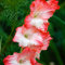 Gladiolen Zwiebeln Rot Blumenzwiebeln MehrjäHrig Winterhart Gladiolenzwiebeln Gartenblumen Balkongarten Exotische Pflanzen Balkon Deko Blumen Garten Geschenk 10 Winterharte Gladiolen Zwiebel