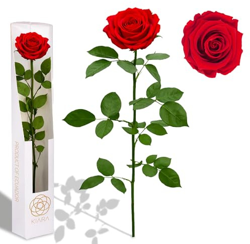 Rote Rose von Ecuador, natürliche Rose mit Stiel, 35 cm, Geschenk für Damen, Ideen für Sant Jordy, Muttertag und Geburtstag, Blumensträuße und romantische Details (Vibrant Red)