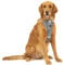Kurgo TRU-Fit Hundegeschirr, Crash-Test-erprobtes Auto-Sicherheitsgurt, Für Hunde von 2 bis 5 kg, Größe XL, Grau