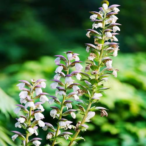 Acanthus heilkräuter zimmerpflanzen gartendeko für draußen wildblumen bio kräuterpflanzen wildkräuter seltene küchenkräuter balkon kräutergarten küche gartenpflanzenn 250samen