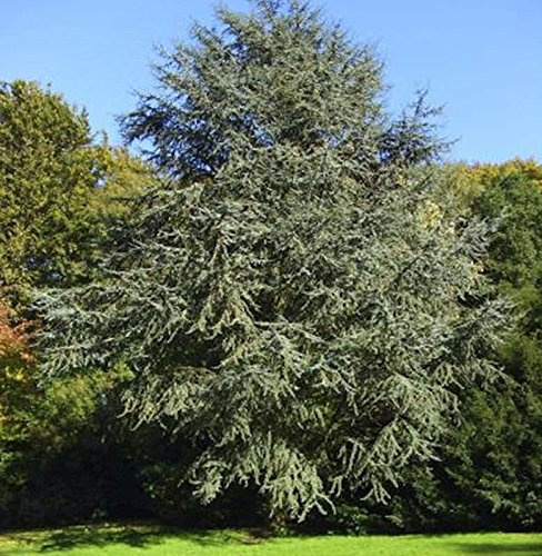 Blaue Atlaszeder 125-150cm - Cedrus atlantica - lebende Gartenpflanze aus den Baumschulen