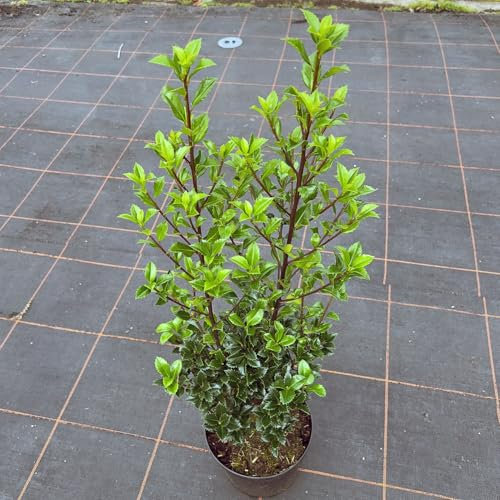 Stechpalme Heckenstar 80-100 cm
