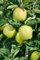 Malus domestica 'Mutsu' 150-200 cm - Apfelbaum, große grün-gelbe Früchte, Erntezeit Oktober, ideal für Obstgärten, winterhart und ertragreich